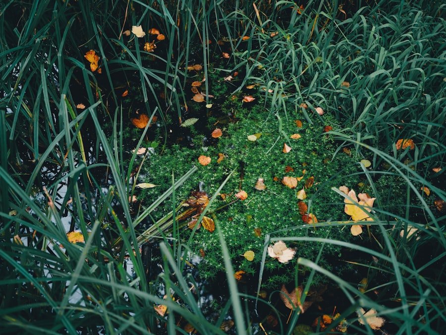 naturopathy Victoria