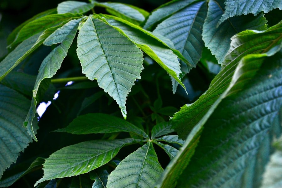 cannabis treatment programs Sydney