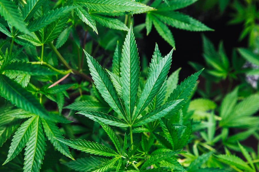 medicinal cannabis brands Victoria