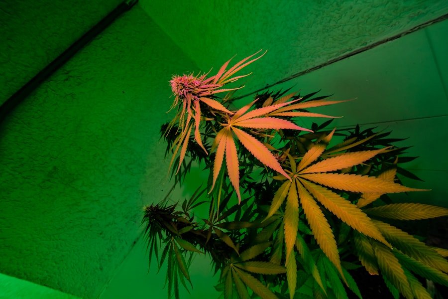 cannabis legality Melbourne