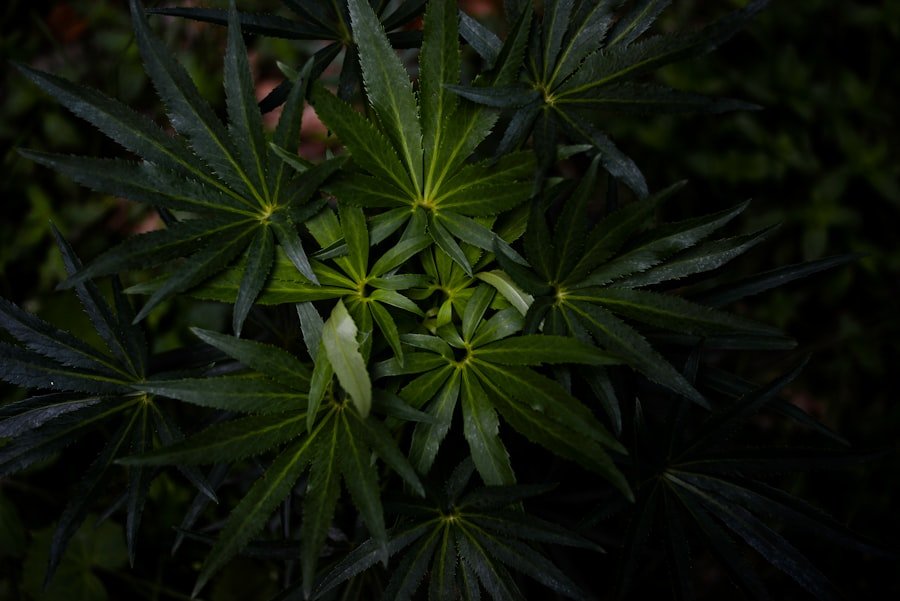 cannabis production Melbourne