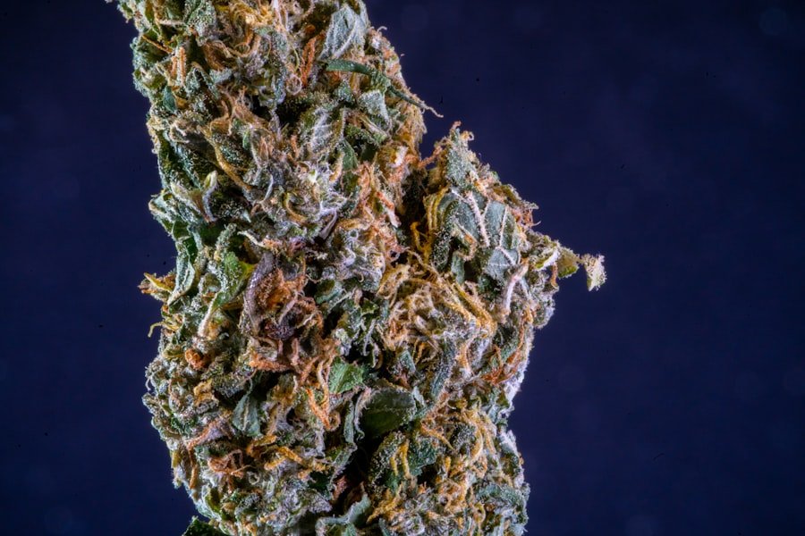 cannabis doctor Adelaide