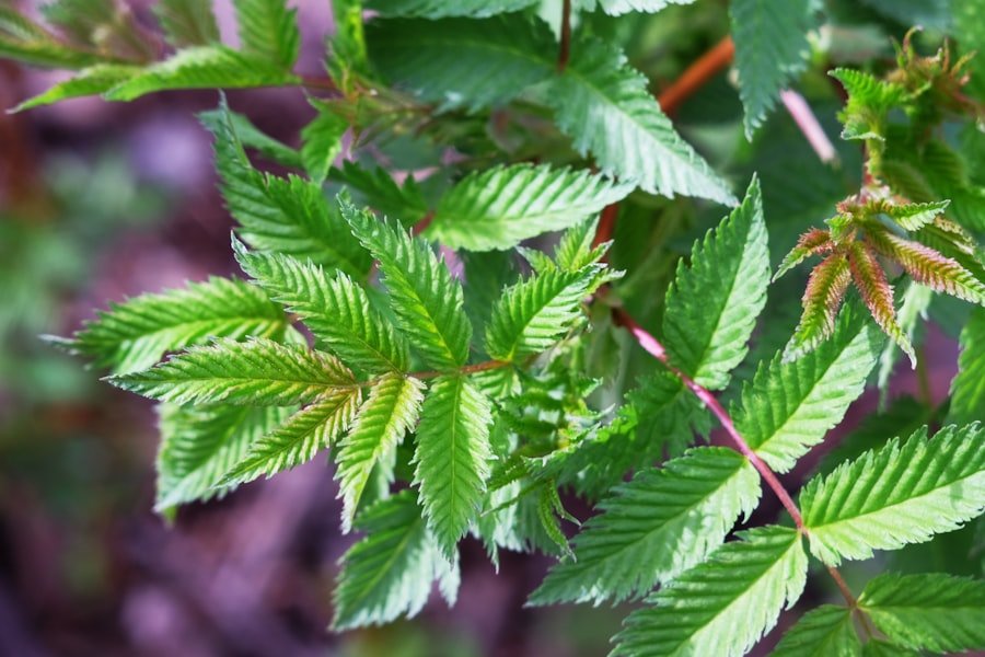 medicinal cannabis brands South Australia