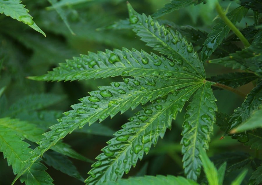medicinal cannabis brands Adelaide