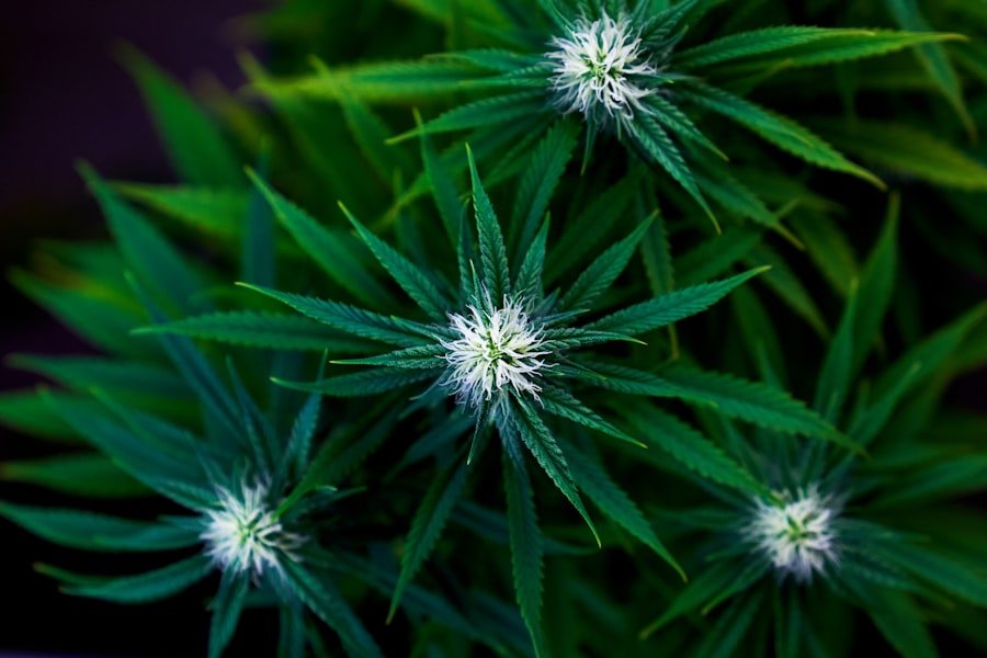 cannabis flower Adelaide