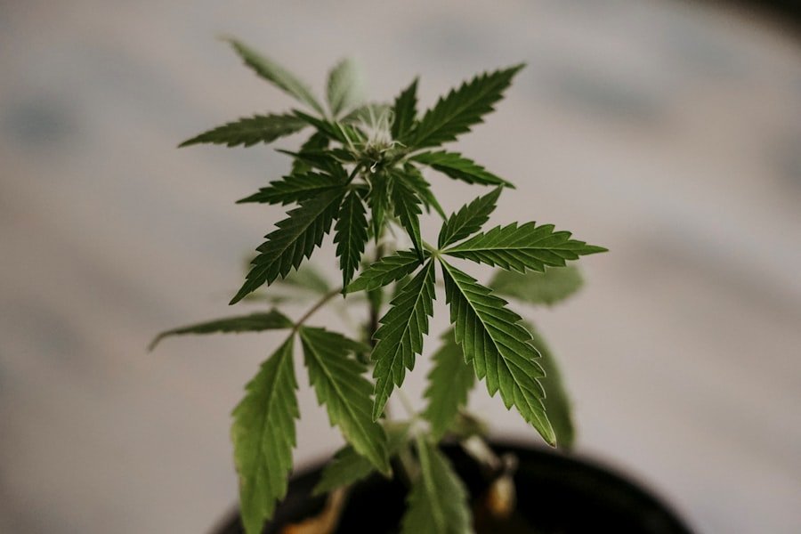 cannabis patient rights