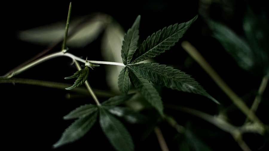 medicinal cannabis brands Queensland
