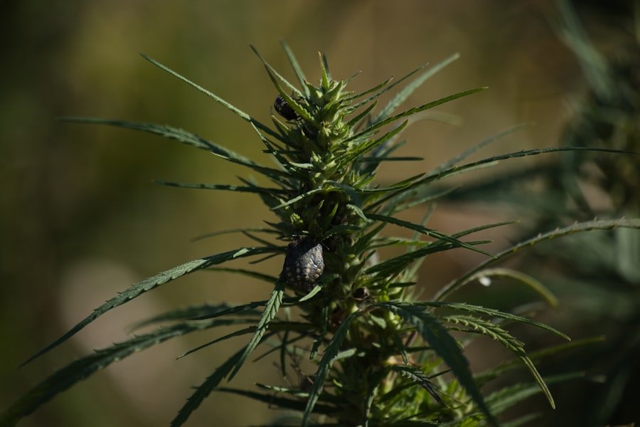 cannabis vape Queensland