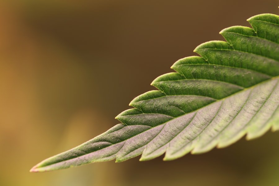 medicinal cannabis clinic