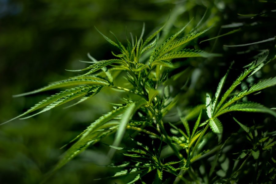cannabis telehealth doctors Perth