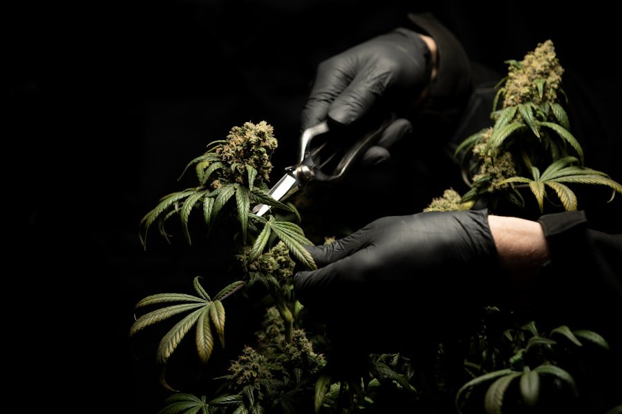 cannabis doctors Brisbane