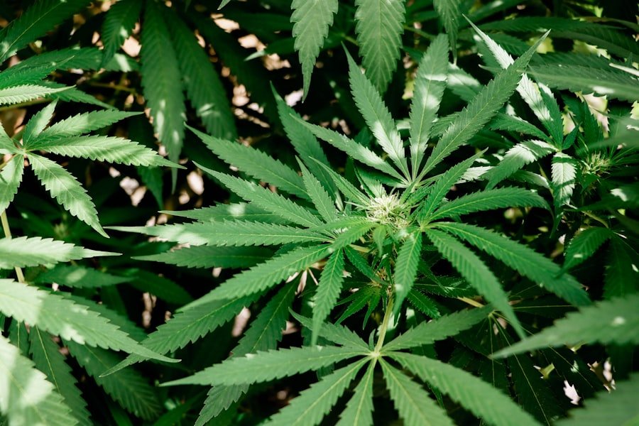 cannabis legality Perth