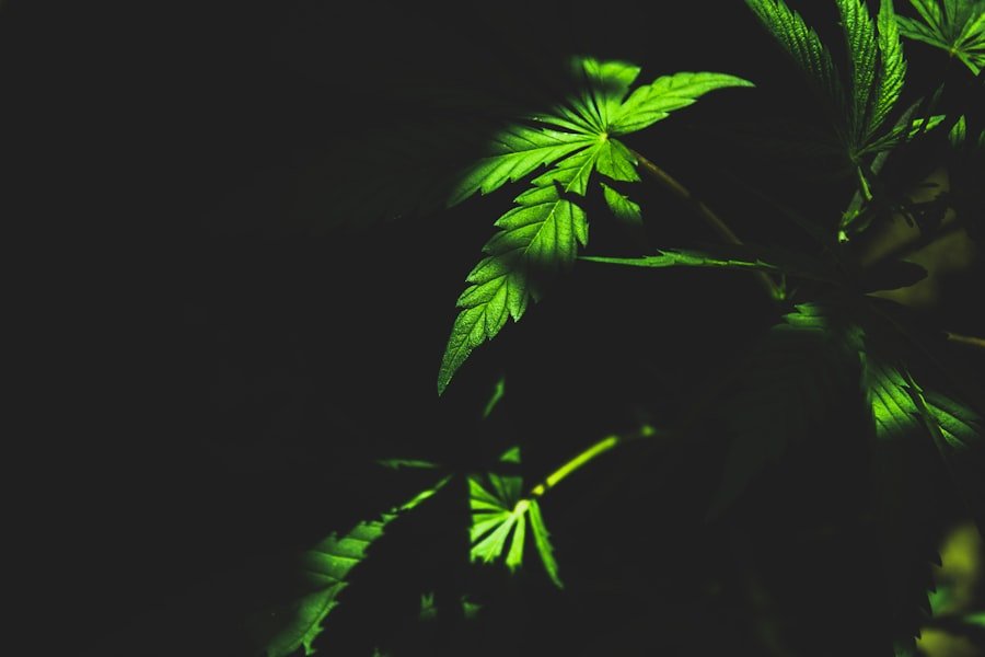 cannabis investment Perth