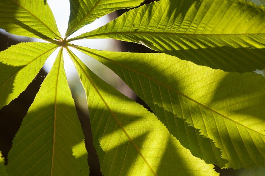 medicinal cannabis brands Sydney