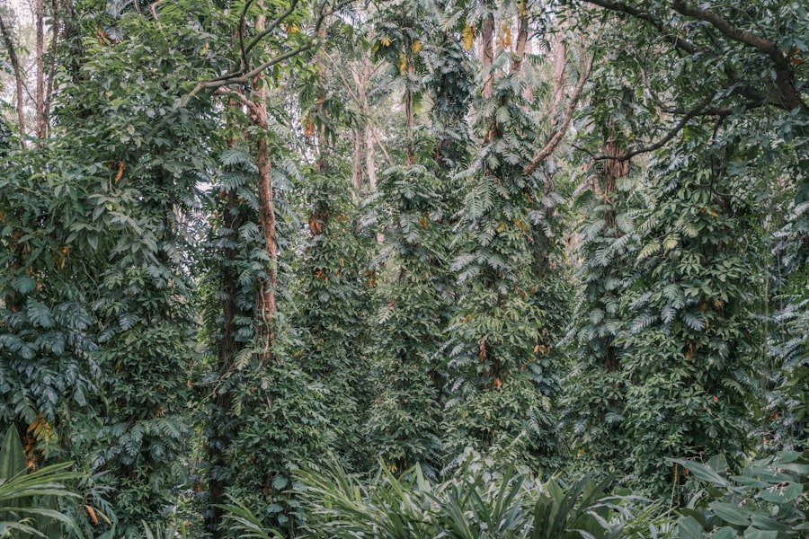 cannabis cultivation laws Sydney