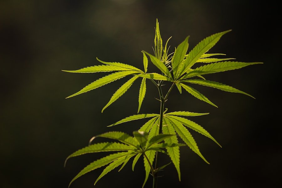 cannabis laws Melbourne