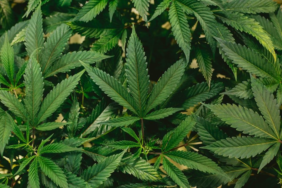 medicinal cannabis
