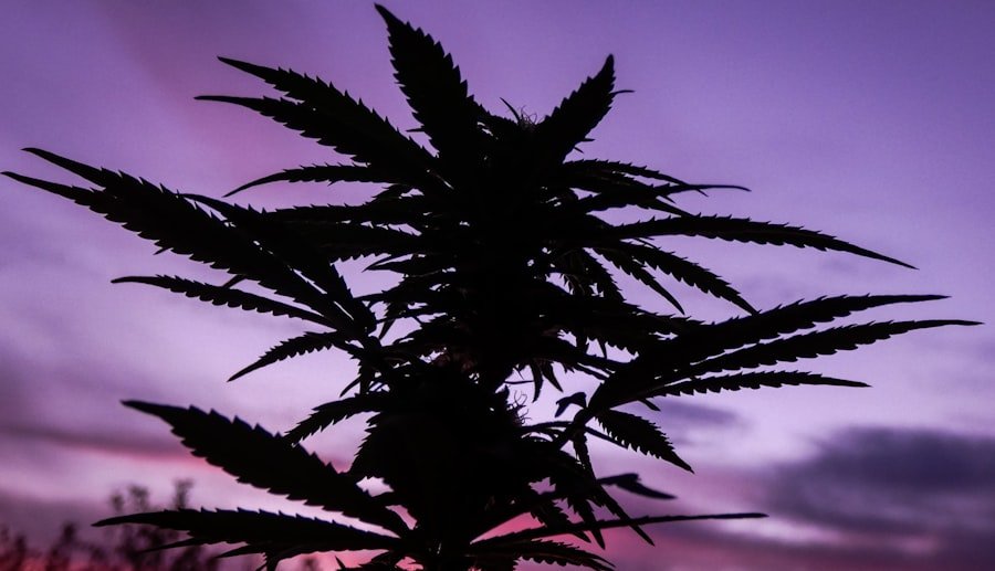 Photo cannabis education programs Perth