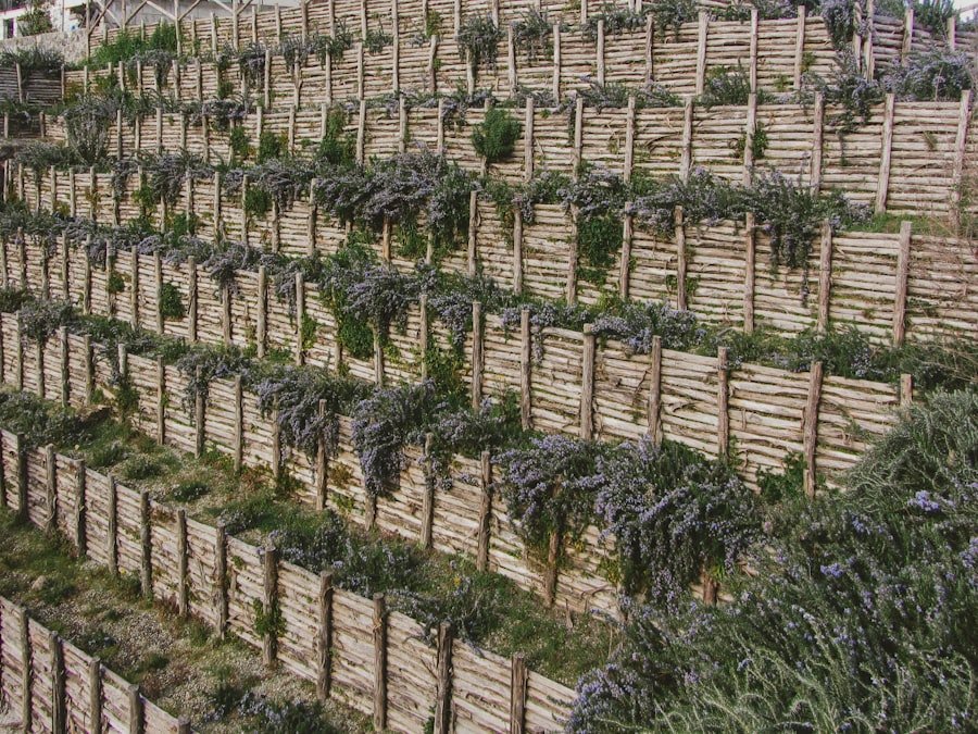 Photo cannabis cultivation laws Sydney