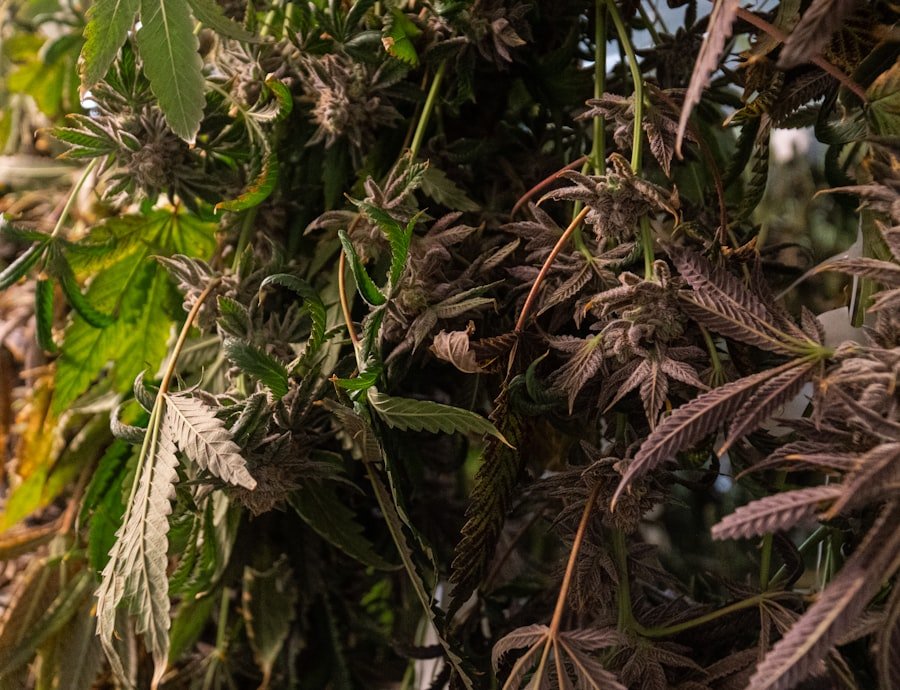 Photo cannabis OCD Sydney
