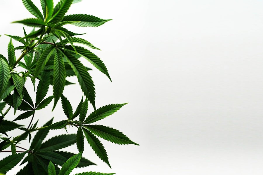Photo cannabis doctors Melbourne