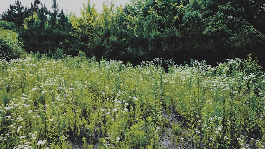 Photo naturopathy Victoria