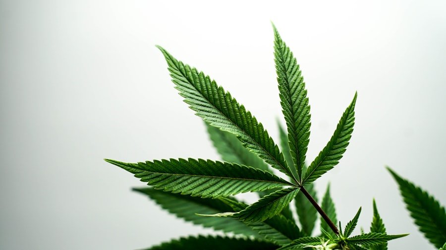 Photo medicinal cannabis brands Victoria