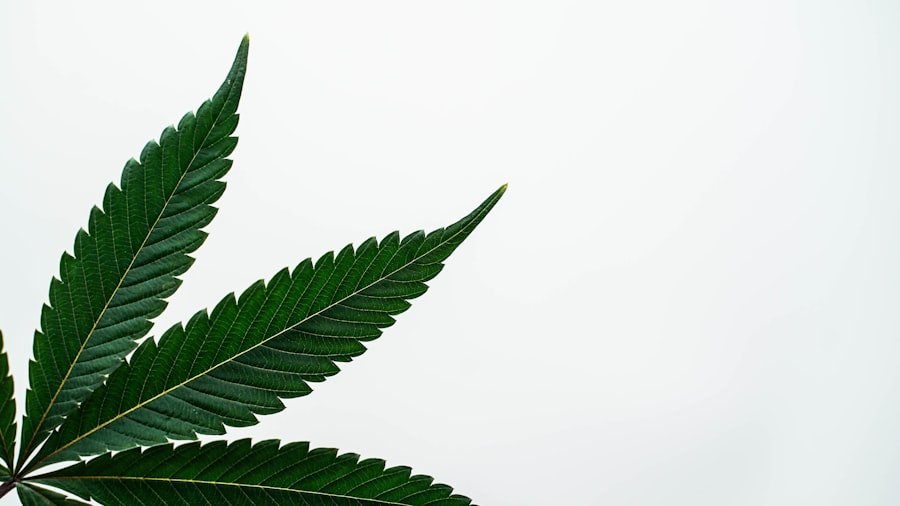 Photo cannabis legality Melbourne