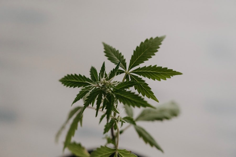 Photo cannabis doctors South Australia