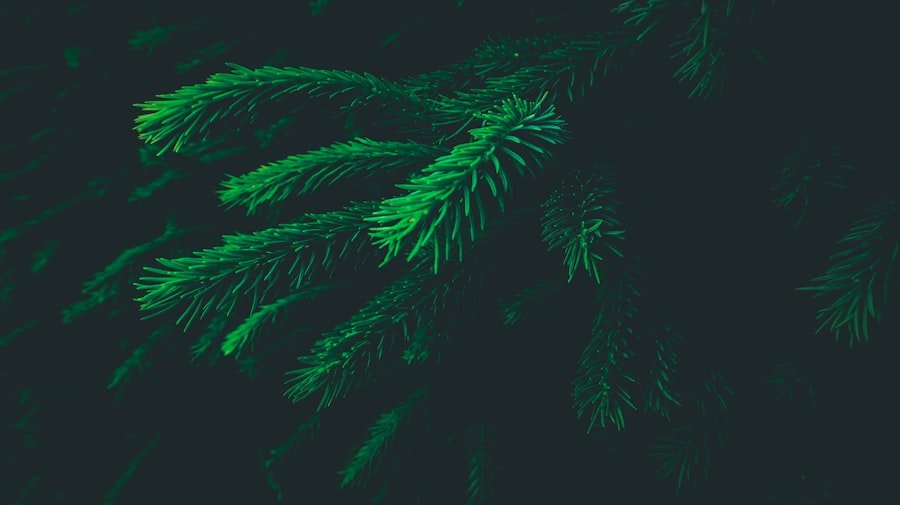 Photo cannabis telehealth doctors
