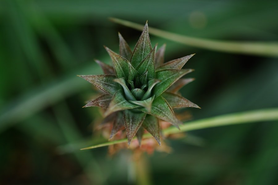 Photo cannabis flower Adelaide