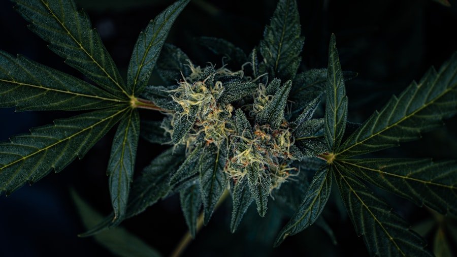 Photo medicinal cannabis clinic