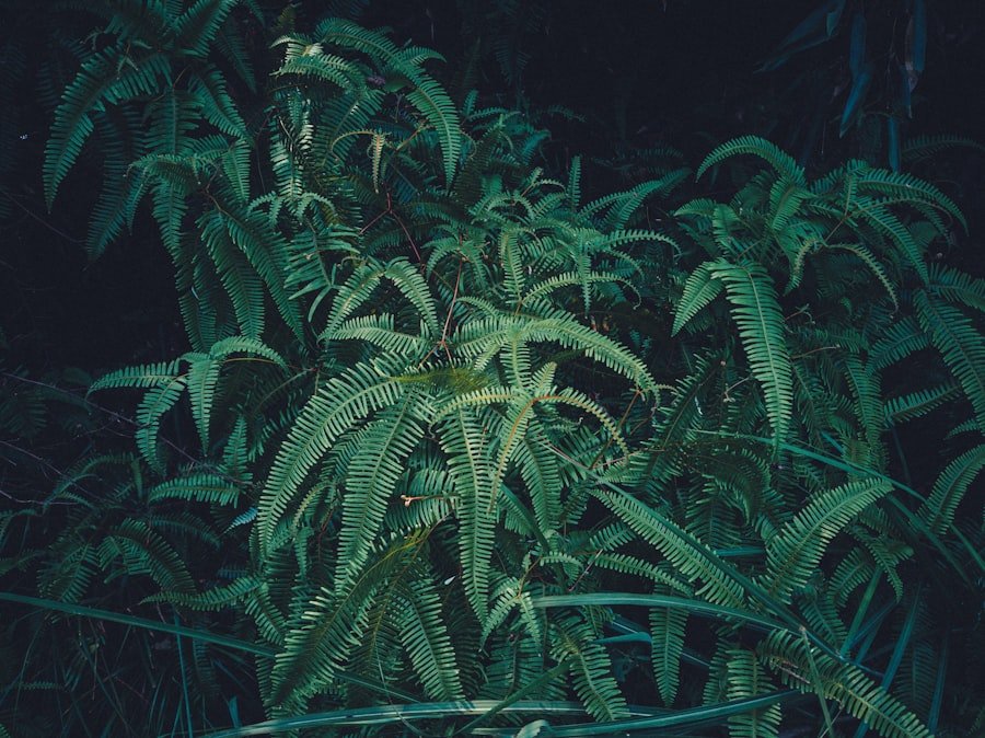 Photo medicinal cannabis Queensland