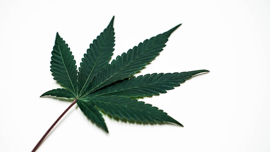 Photo cannabis telehealth doctors Perth