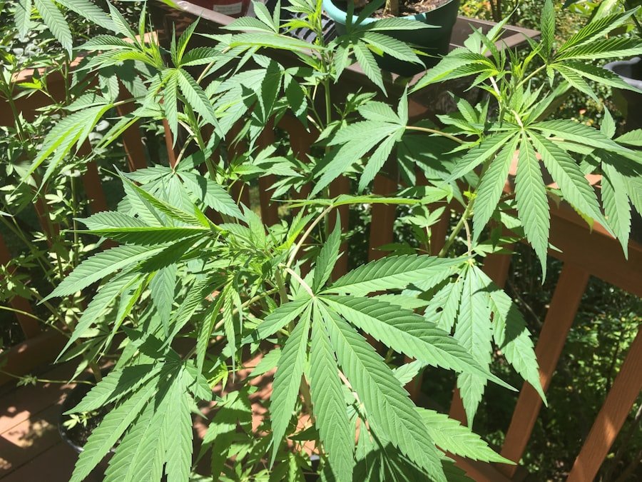 Photo cannabis doctors Perth