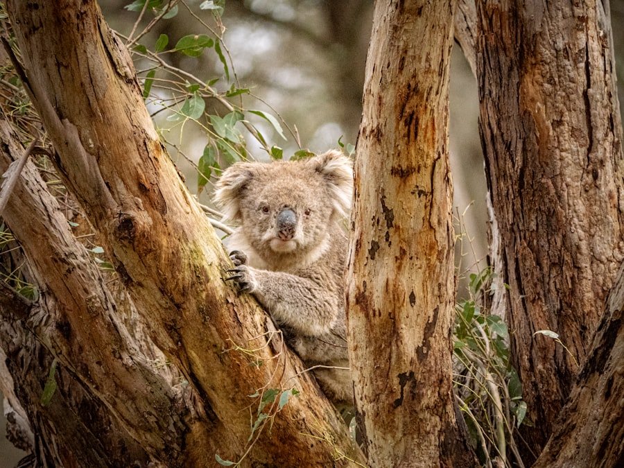 Photo CBD sleep drops Australia