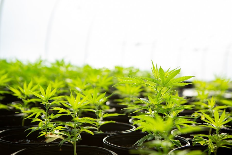 Photo cannabis seed banks Perth