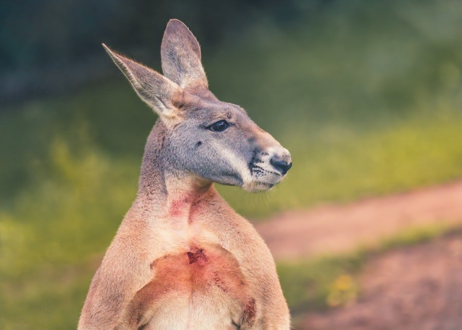 Photo alternative medicine Australia